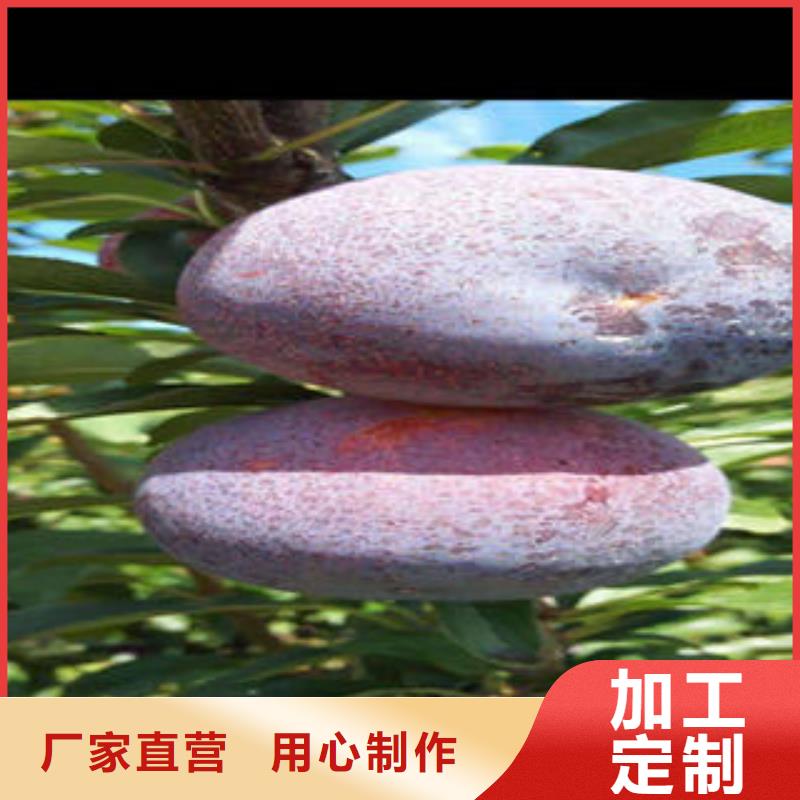 李子苗_桃树苗专注生产N年厂家货源