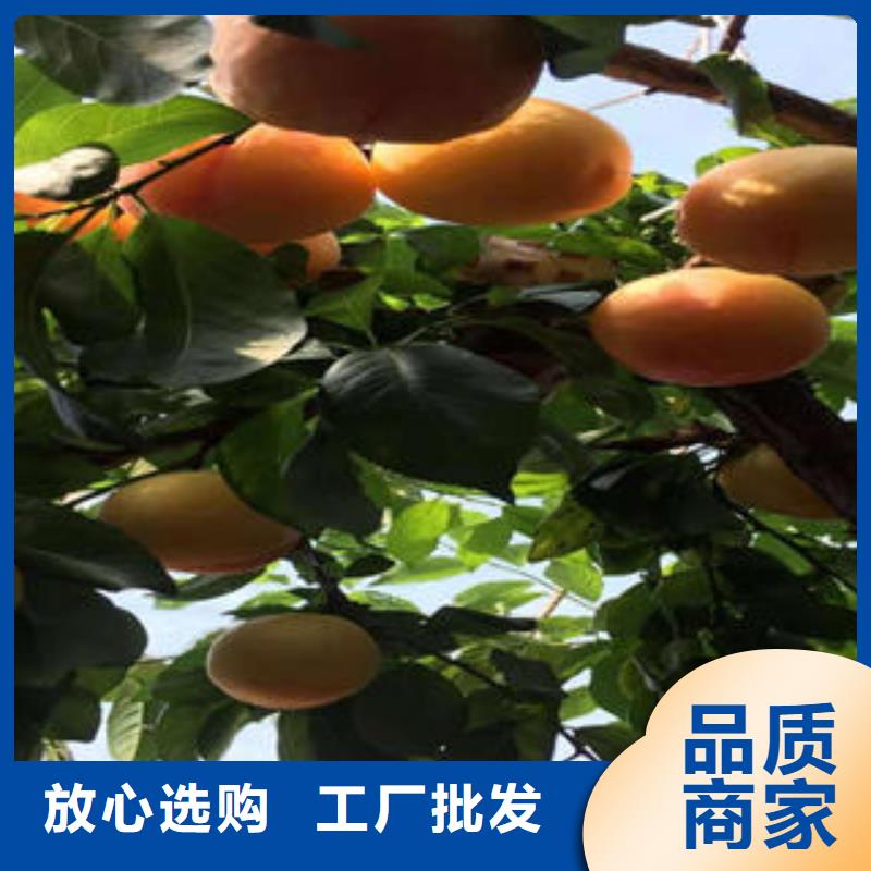 李子苗【板栗苗】工厂价格现货充足量大优惠