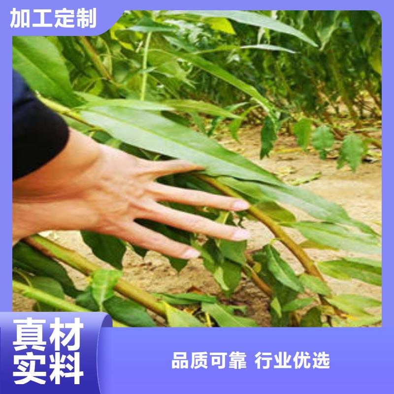 【李子苗】花椒苗质量无忧用心做产品