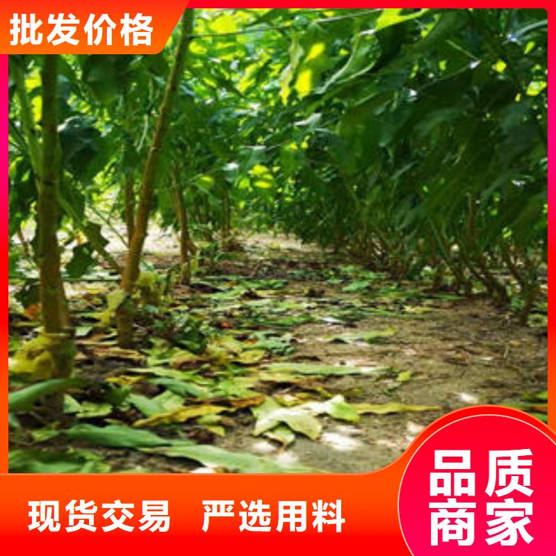 李子苗苹果苗好产品有口碑同城生产厂家