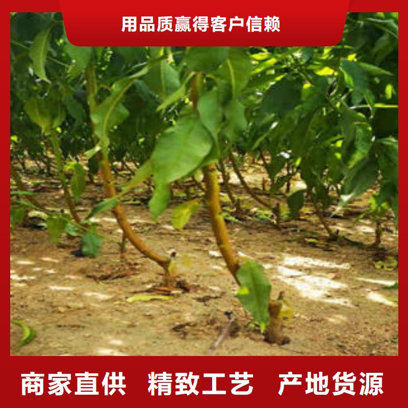 李子苗山楂苗定制批发源头厂家供应