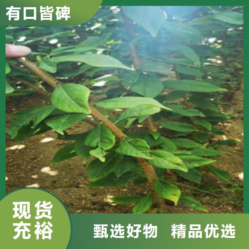 李子苗花椒苗全品类现货注重细节