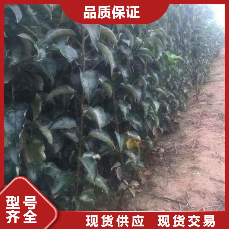​【苹果苗-核桃苗供货及时】当地货源