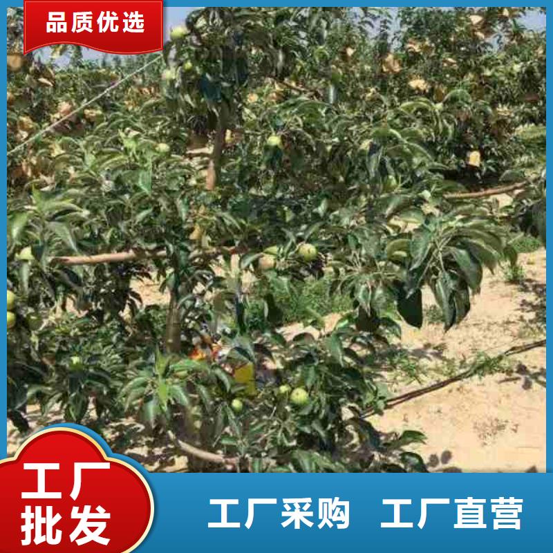 苹果苗花椒苗优选厂家安装简单