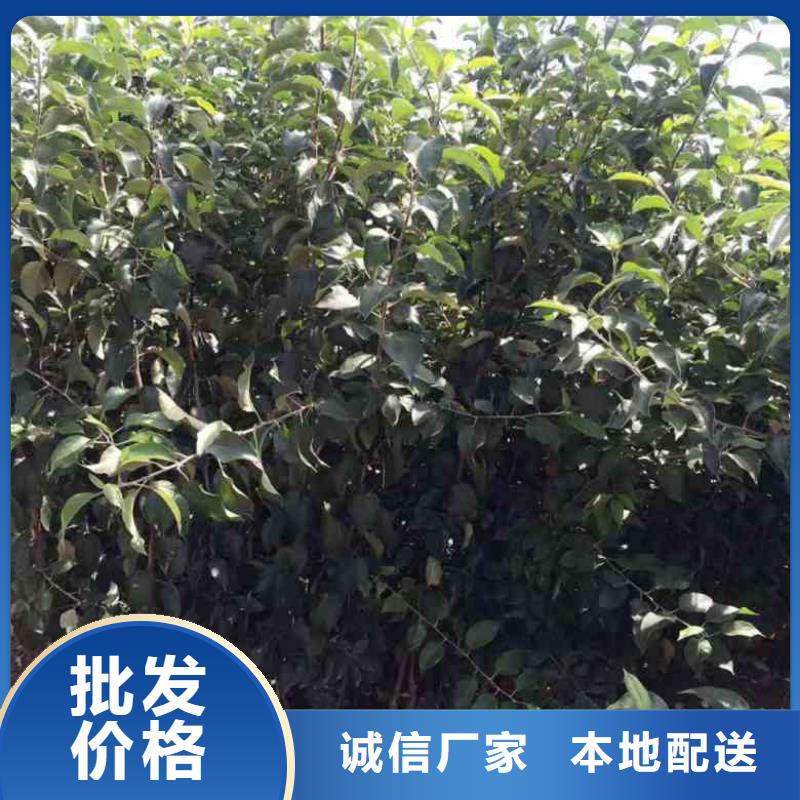 苹果苗梨树苗专业品质免费回电