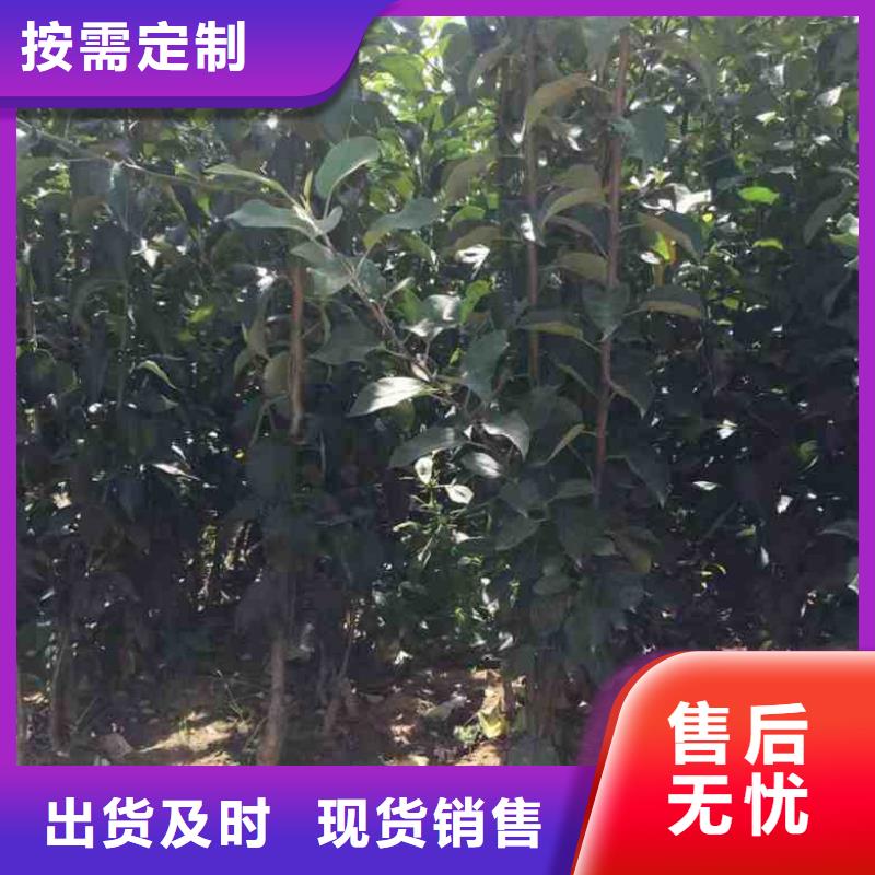 苹果苗-桃树苗实体厂家大量现货价格实惠工厂直供