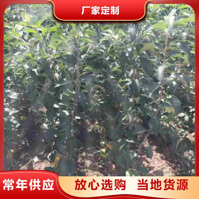 【苹果苗】核桃苗细节决定成败本地品牌