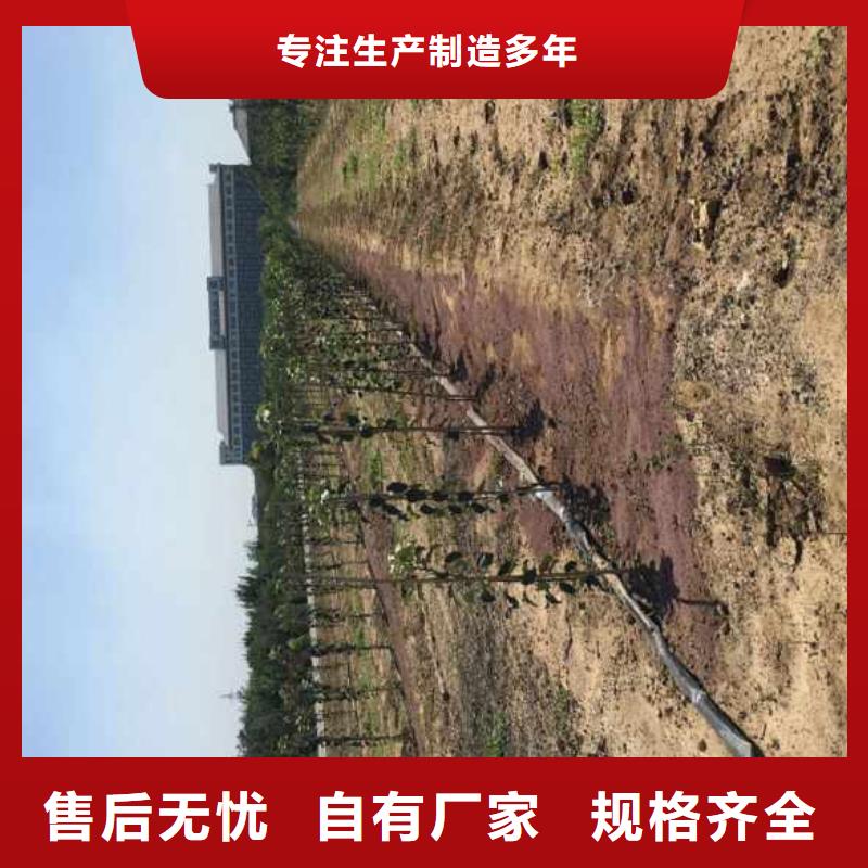 苹果苗核桃苗一站式供应厂家当地品牌