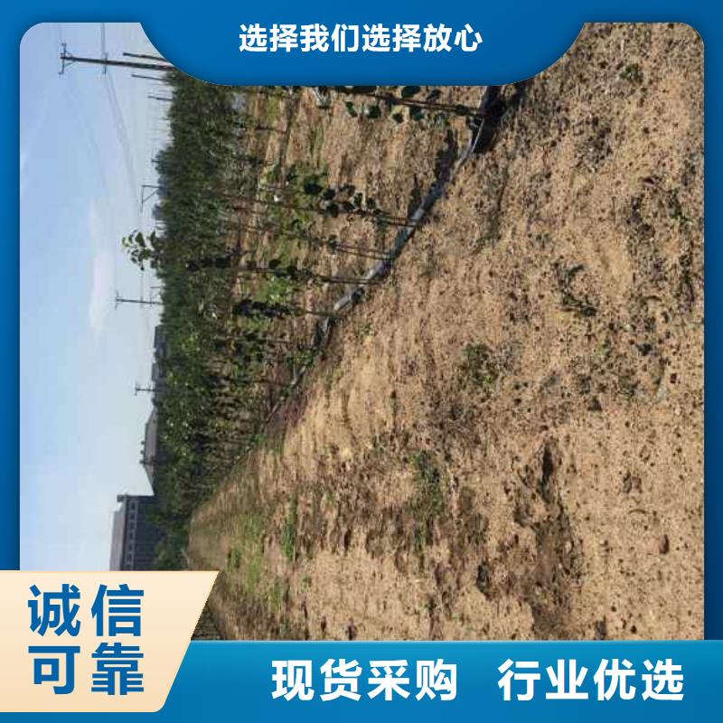 【苹果苗】-板栗苗规格型号全商家直供
