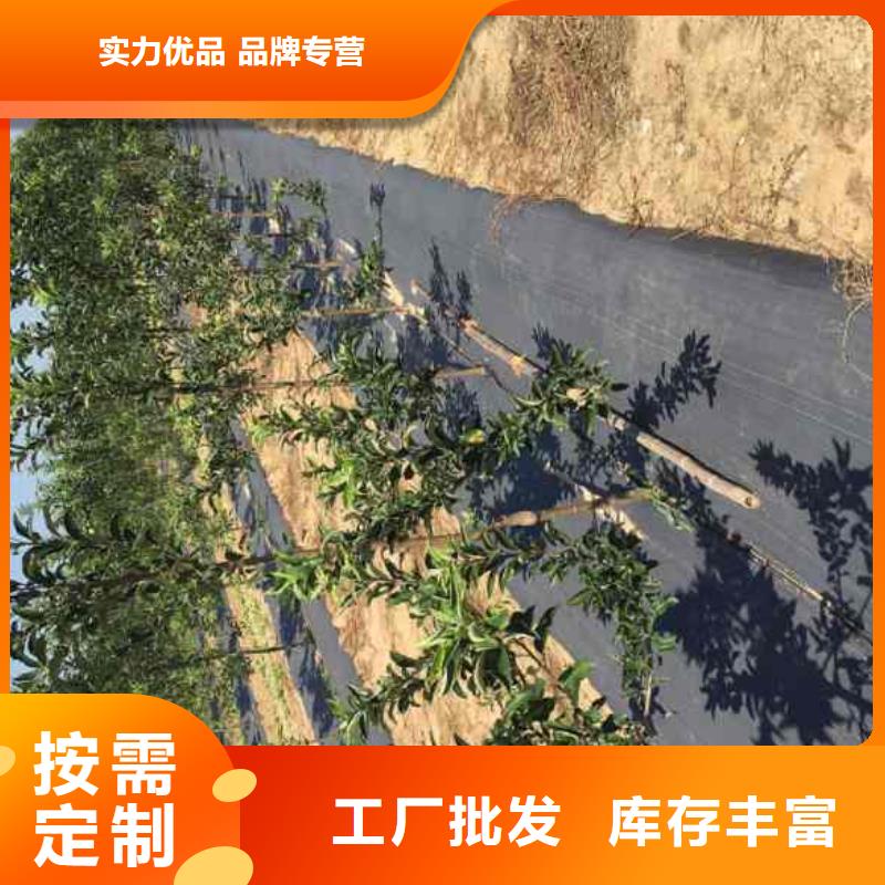 苹果苗山楂苗来电咨询当地生产商