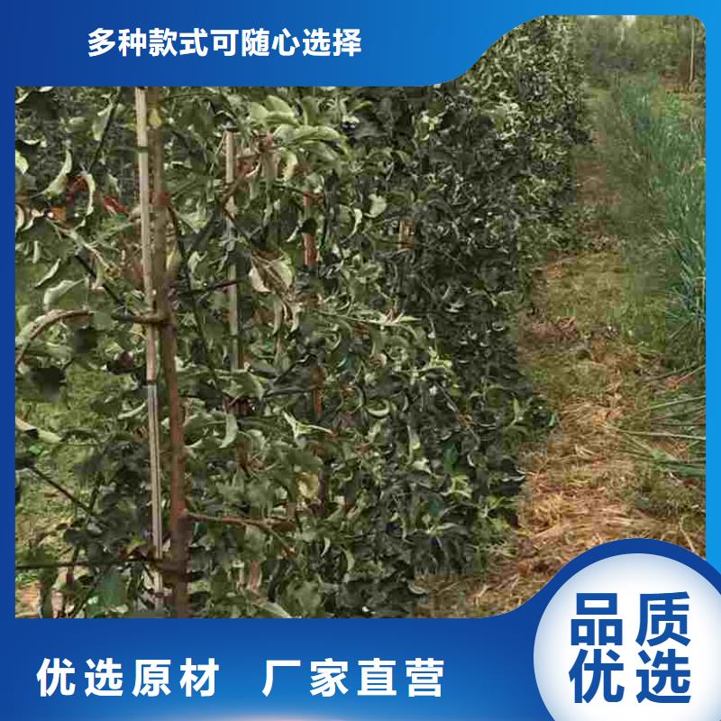 苹果苗-核桃苗一手货源实体诚信经营