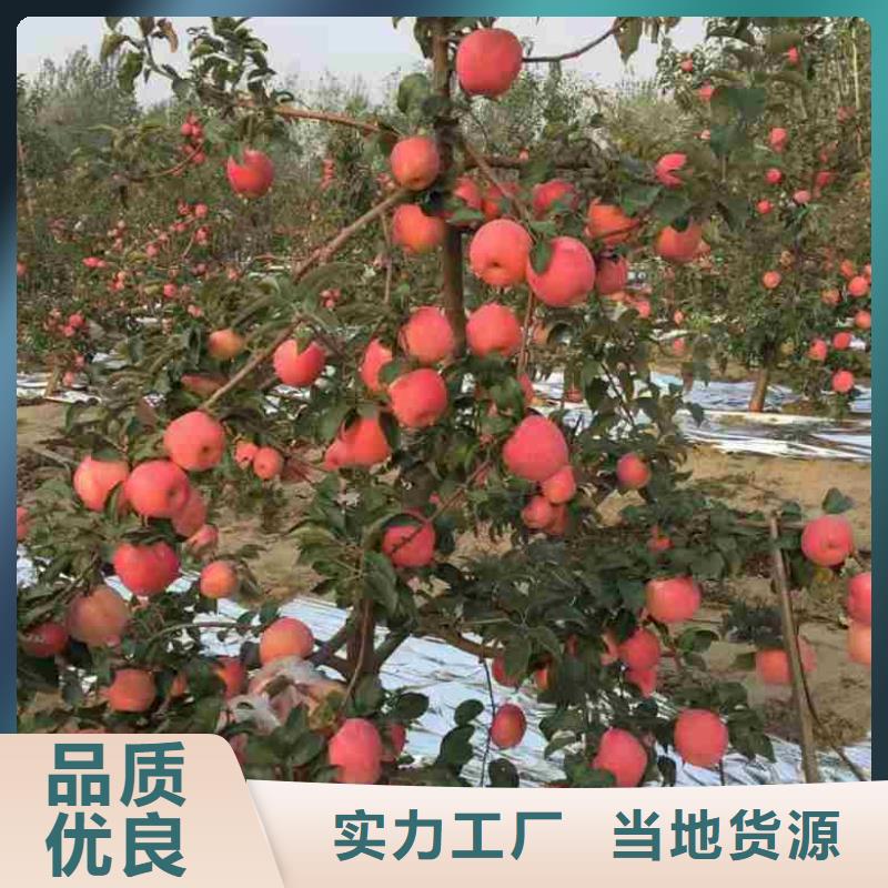 苹果苗-蓝莓苗货真价实当地制造商