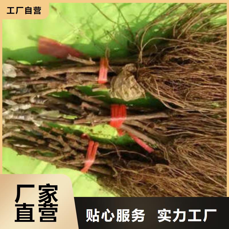 葡萄苗_板栗苗货源直供商家直供