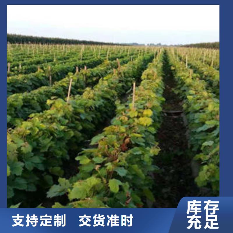 葡萄苗,李子苗生产经验丰富本地公司