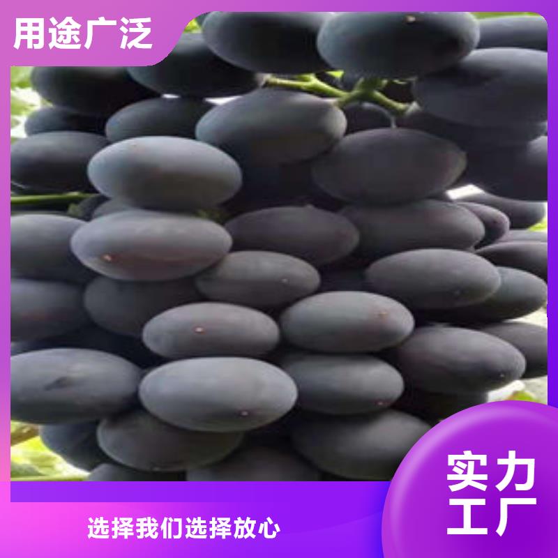 葡萄苗-梨树苗生产加工同城厂家