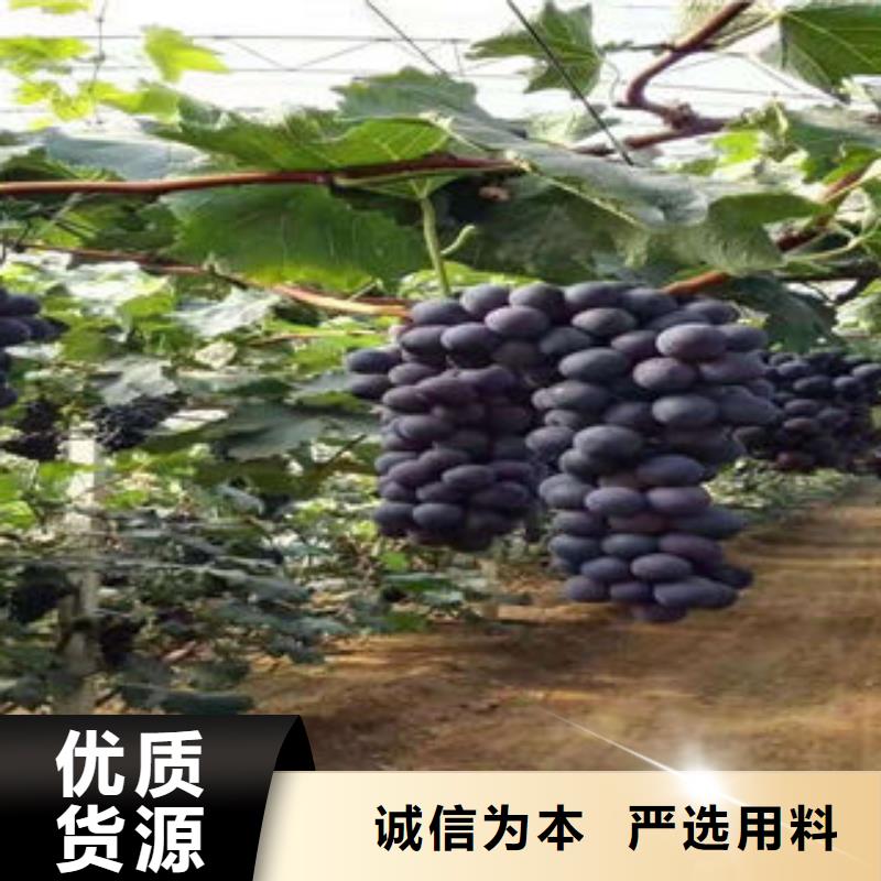 葡萄苗【梨树苗】定制定做质量优价格低