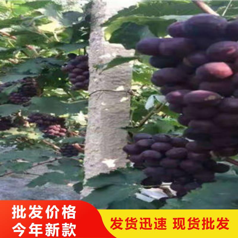 葡萄苗苹果苗生产加工同城供应商