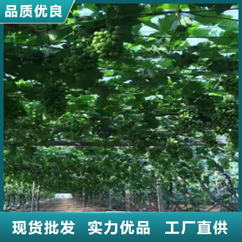 葡萄苗蓝莓苗我们更专业源厂直销