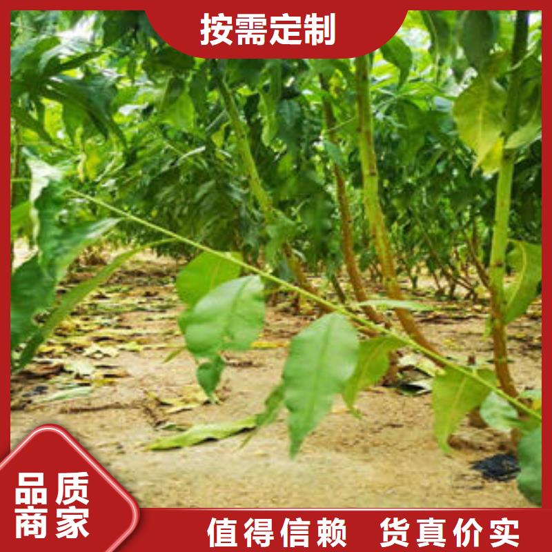 葡萄苗-梨树苗批发货源产品参数