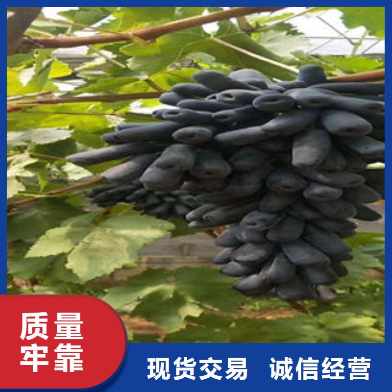 葡萄苗-核桃苗实力雄厚品质保障用心制作