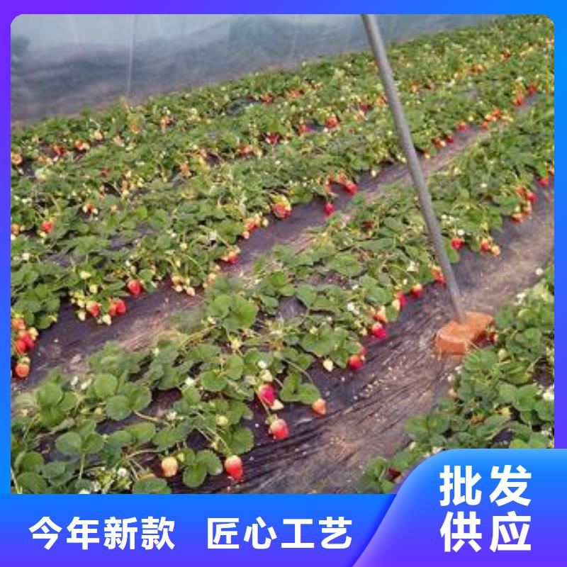 【草莓苗】李子苗多年实力厂家本地经销商