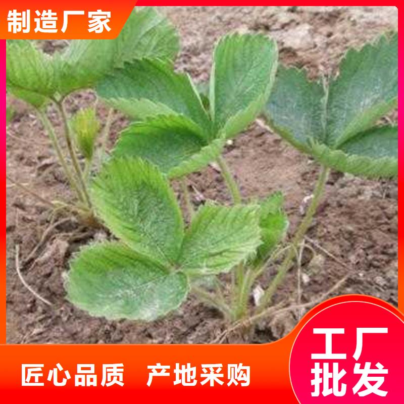 草莓苗花椒苗闪电发货拒绝中间商