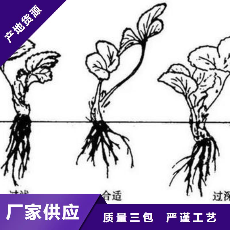草莓苗桃树苗量大更优惠本地生产厂家