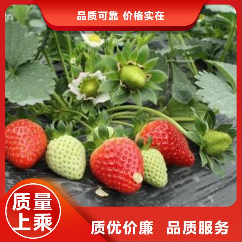 草莓苗核桃苗品质过硬出货快