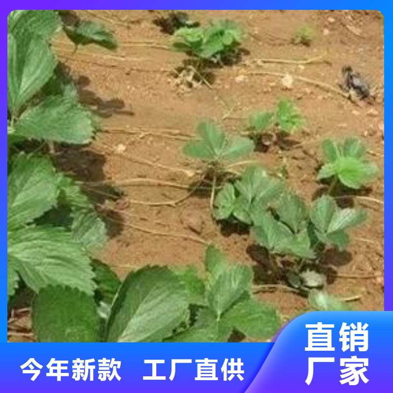草莓苗,板栗苗敢与同行比质量量少也做