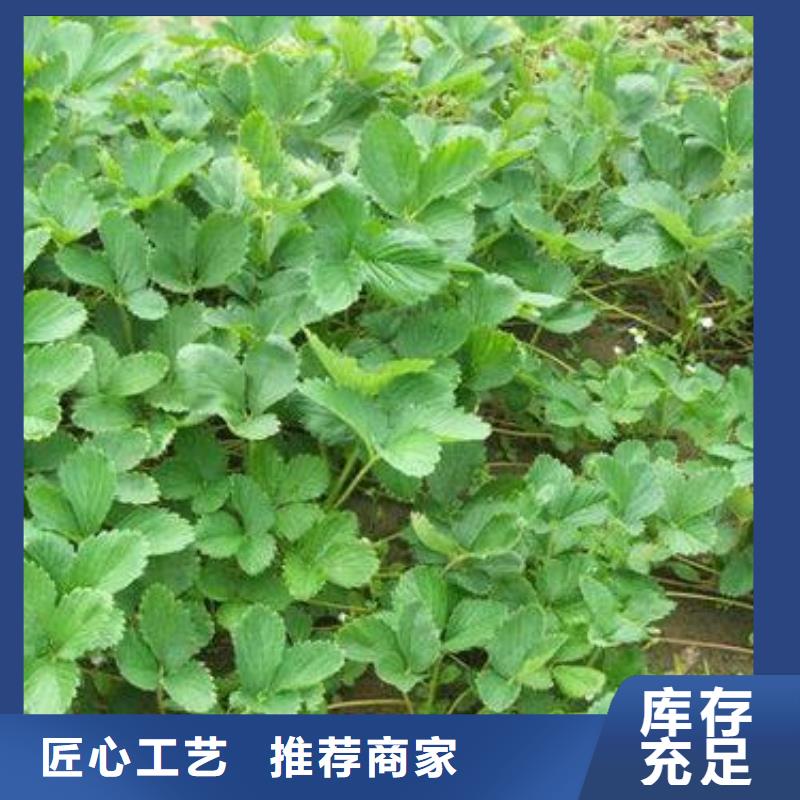 草莓苗_蓝莓苗厂家品控严格同城生产商
