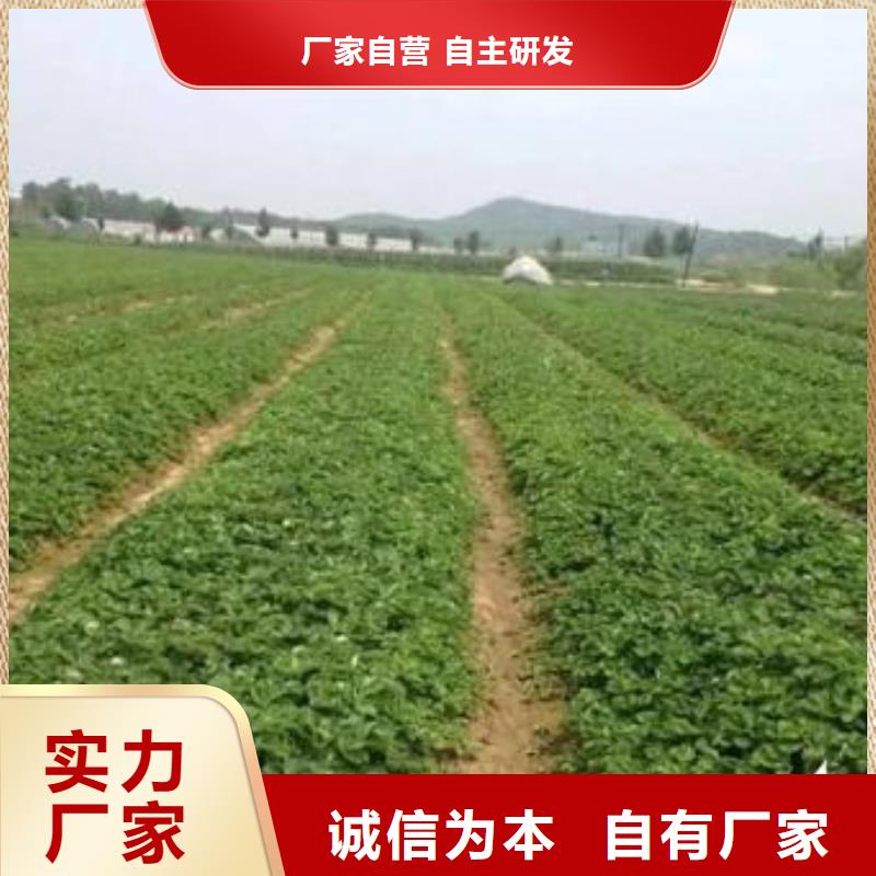 草莓苗-桃树苗实力商家供货稳定用心服务