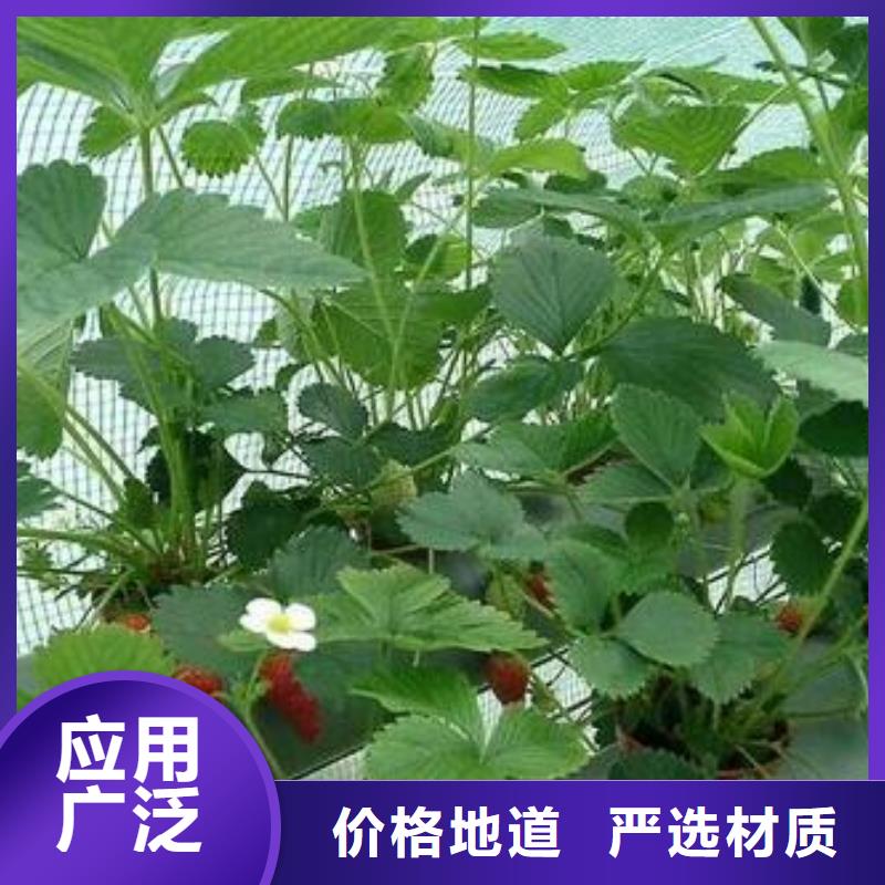 草莓苗苹果苗现货实拍客户满意度高