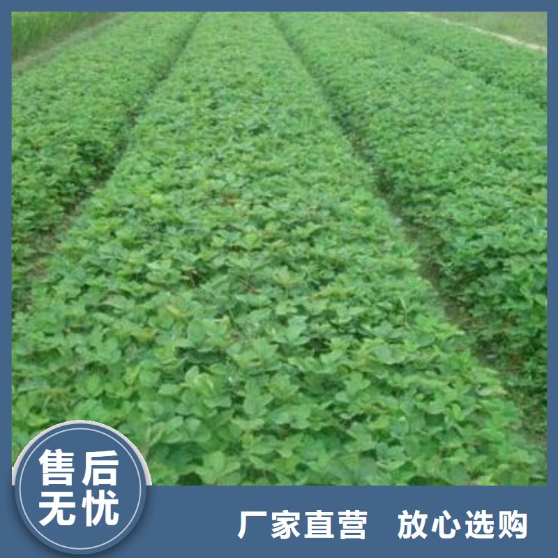 草莓苗桃树苗专注质量当地制造商