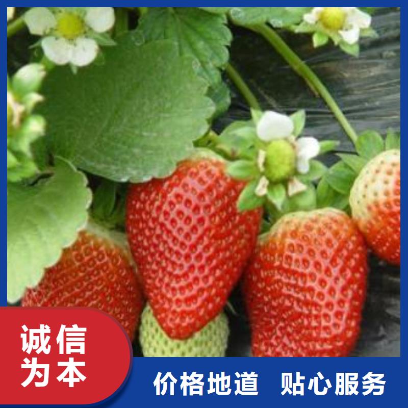 草莓苗梨树苗省心又省钱出货及时
