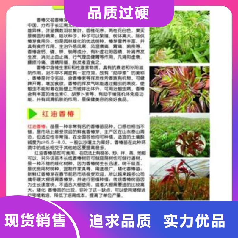 香椿苗【蓝莓苗】质检合格出厂当地厂家