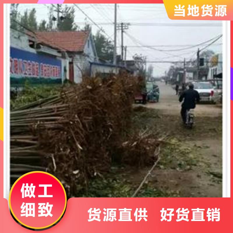 香椿苗蓝莓苗厂家厂家定制