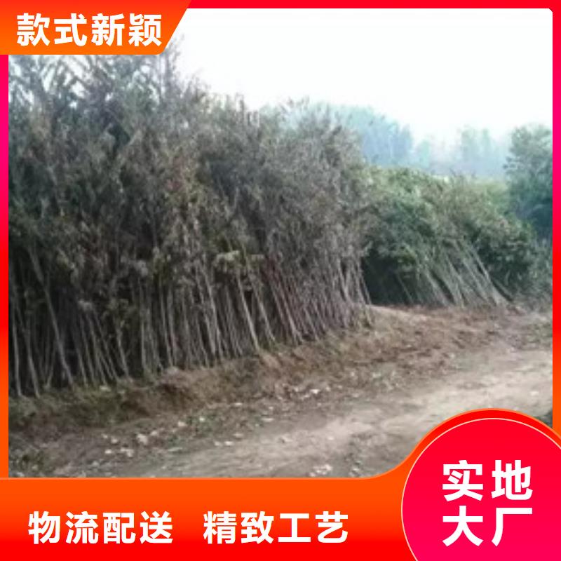 【香椿苗】核桃苗现货批发同城公司
