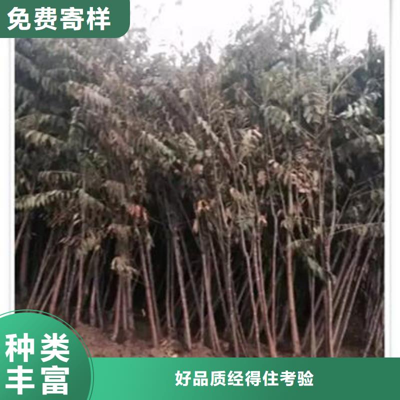 【香椿苗桃树苗源头直供】当地服务商