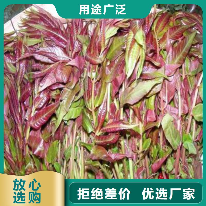 香椿苗【山楂苗】质量三包供货及时