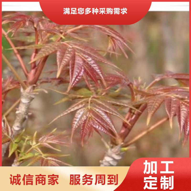 香椿苗【山楂苗】专业设计快速物流发货