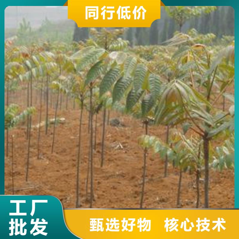 【香椿苗板栗苗厂家大量现货】同城生产厂家