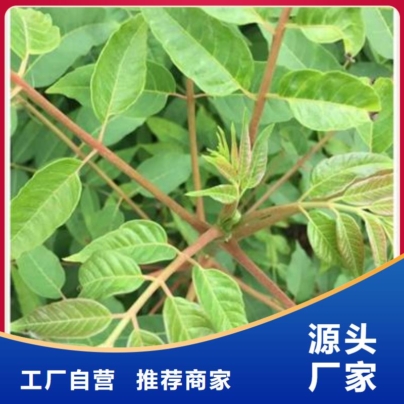 香椿苗-李子苗厂家直销直供本地生产厂家