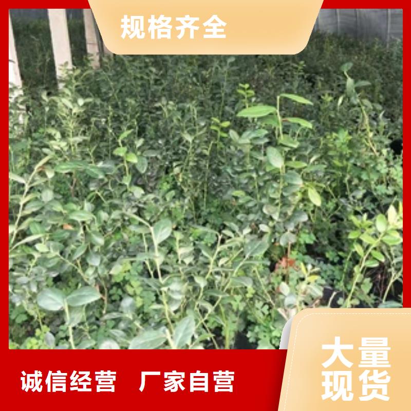 【蓝莓苗】国槐闪电发货同城厂家