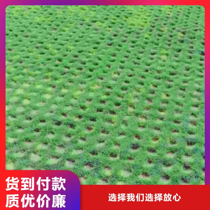 植草格PP焊接土工格栅支持定制批发实力厂家直销