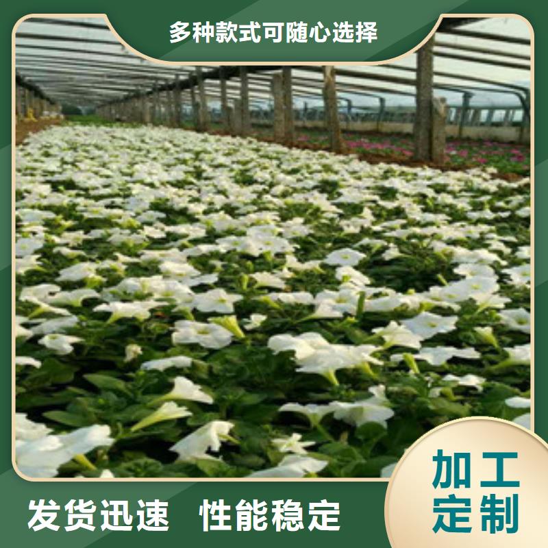 时令草花花海景观工程N年大品牌同城品牌