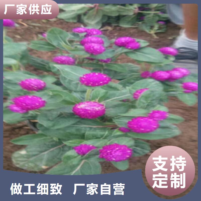 【时令草花】观赏草/蒲苇狼尾草实力厂家直销当地厂家