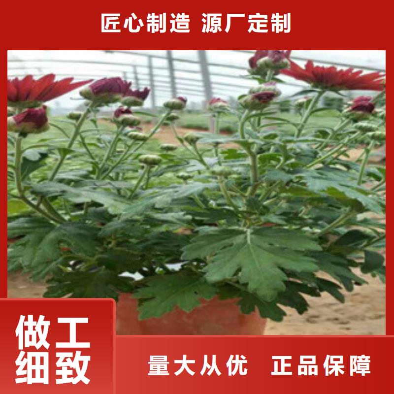 时令草花宿根花卉基地厂家直销货源充足本地经销商