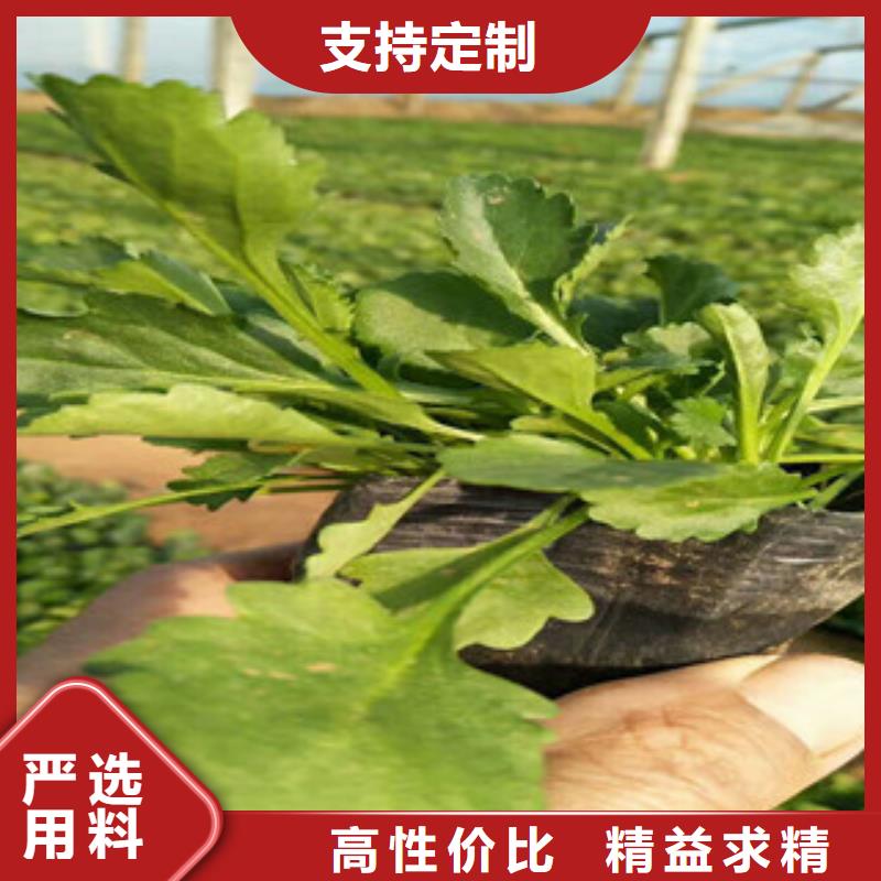 【时令草花观赏草/蒲苇狼尾草质检严格放心品质】当地厂家