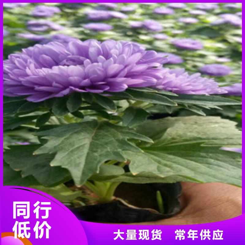 时令草花柳叶马鞭草/薰衣草质优价保同城服务商