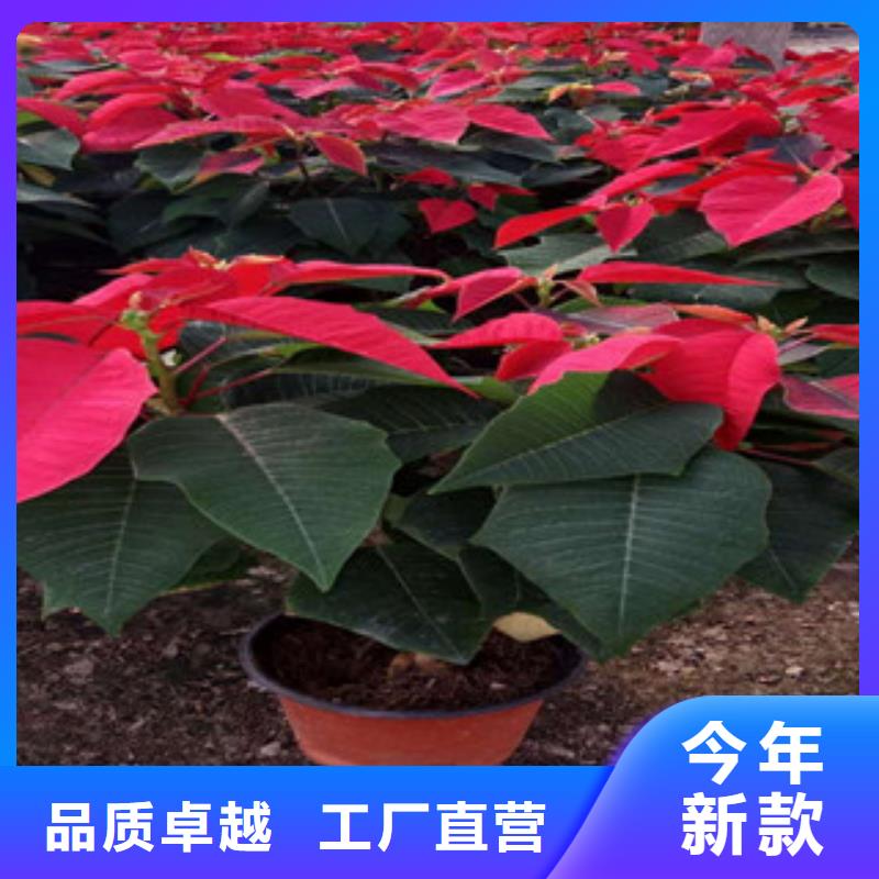 时令草花_鲁冰花/粉黛乱子草严格把控每一处细节厂家型号齐全